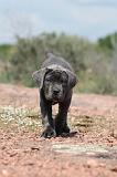 CANE CORSO 312